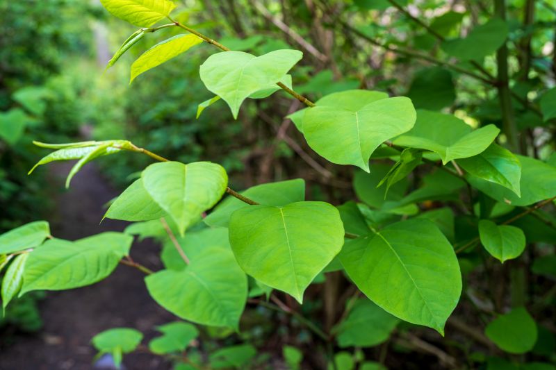 invasive plant removal services