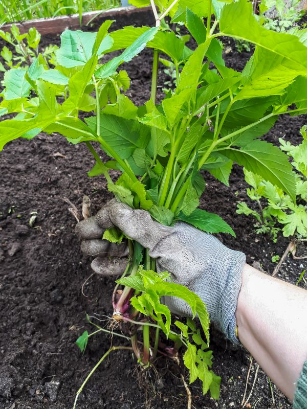 invasive plant removal services