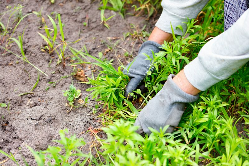 invasive plant removal services