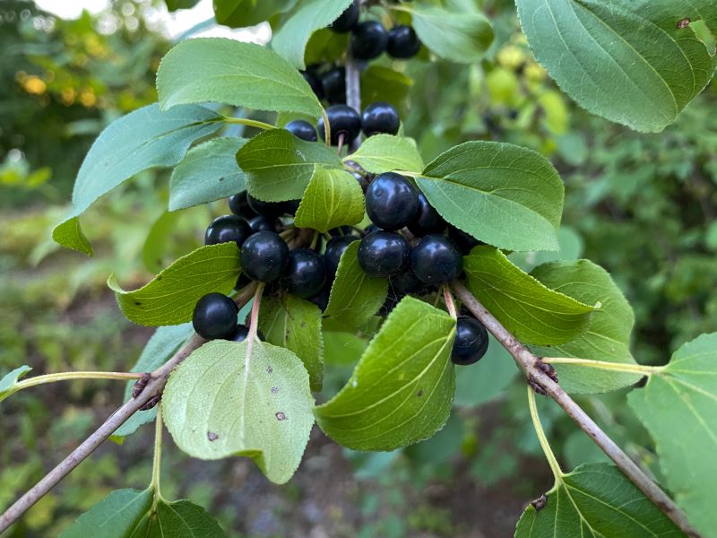 Invasive Plant Removal Services — cost of