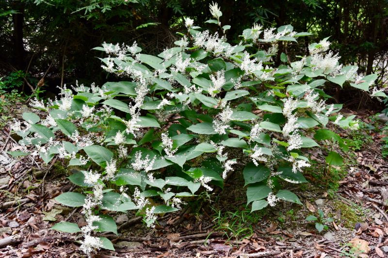 Invasive Plant Removal Services — cost of