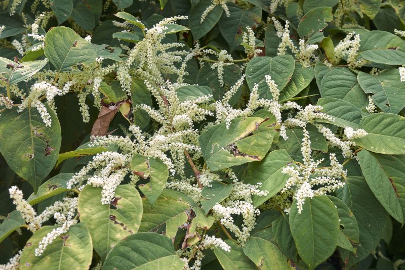 Invasive Plant Removal Services — cost of